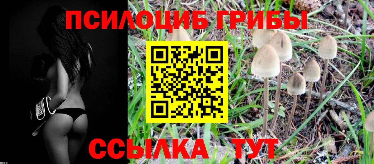 Псилоцибиновые грибы MAGIC MUSHROOMS  Вход с VPN  Нерюнгри  Галлюциногенные грибы Psilocybe 